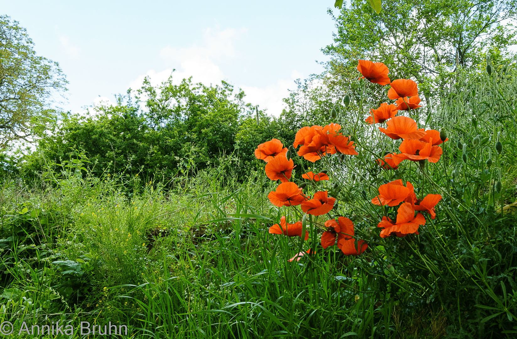 Mohnblumen im Grünen
